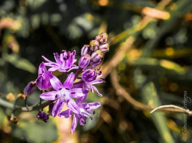 Fiore spontaneo di campagna