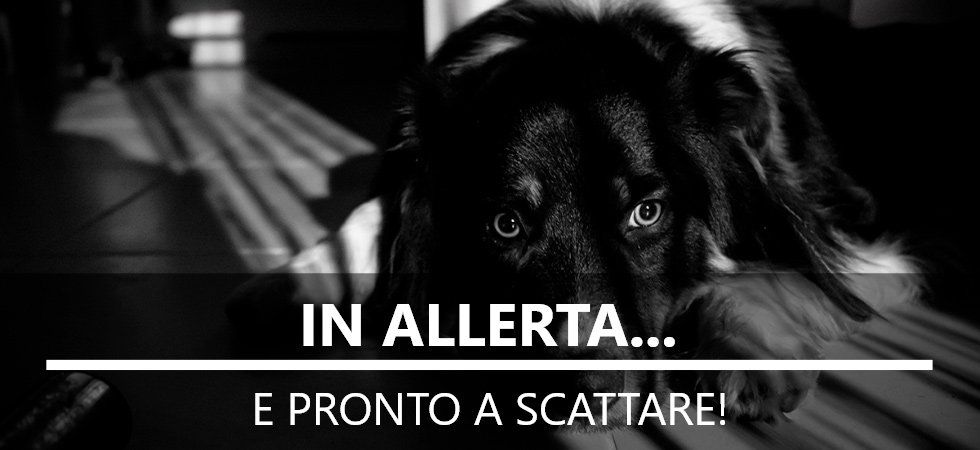 In allerta... e pronto a scattare